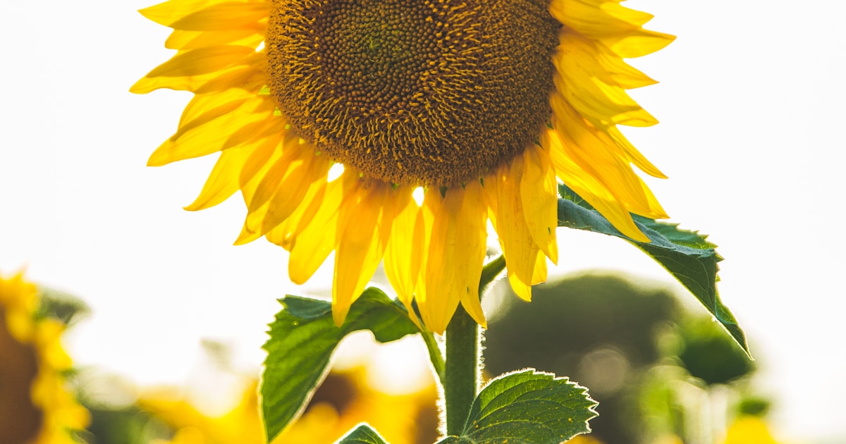 A single sunflower turned toward the soft afternoon light — benzodiazepine recovery is the long quiet work of rebalancing the brain's natural inhibitory and excitatory systems while building new anxiety skills