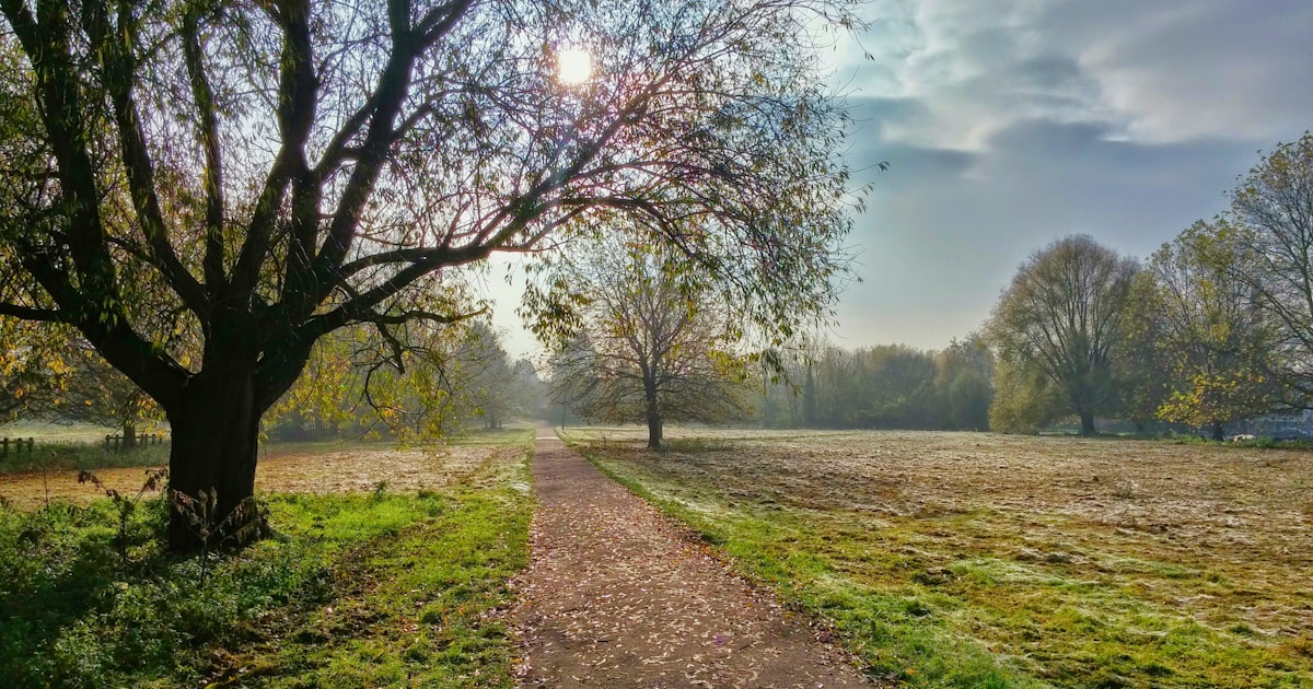 Abstract watercolor of a quiet path through a meadow at first light — the steady, structured routine that keeps both conditions stable