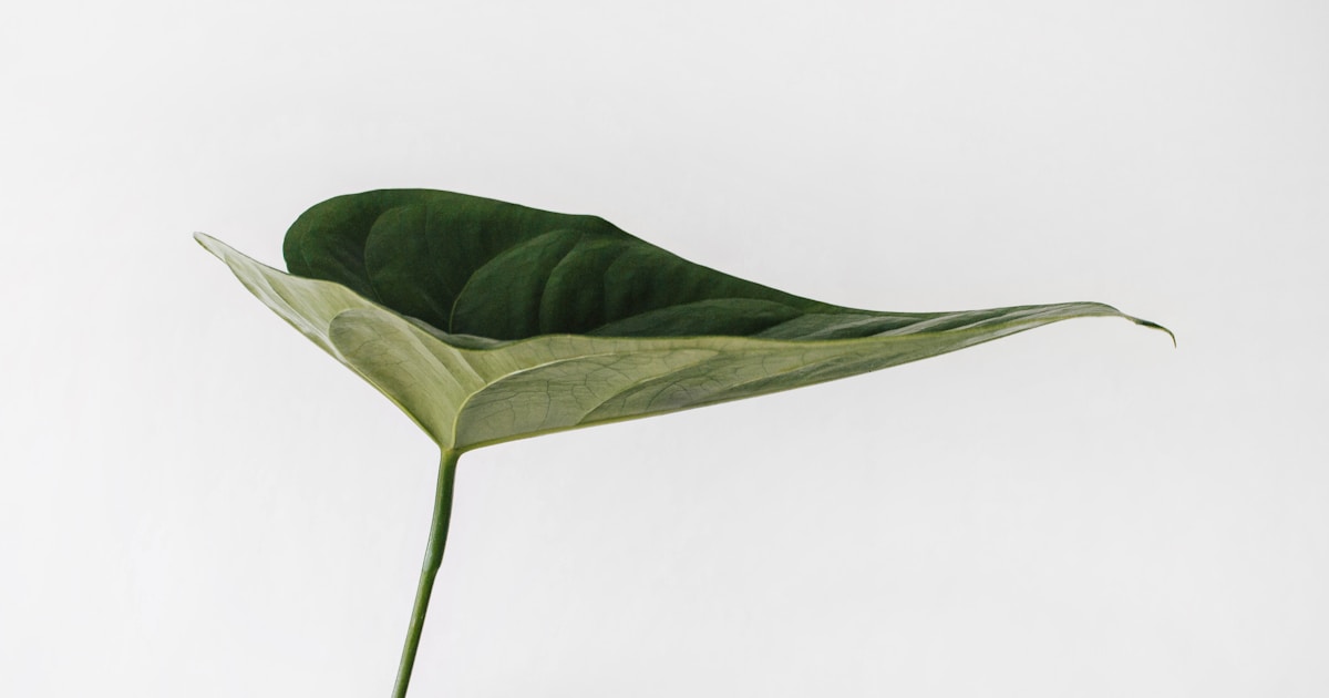 Abstract watercolor of a single green leaf unfurling against soft light — steady growth as emotional skills take root