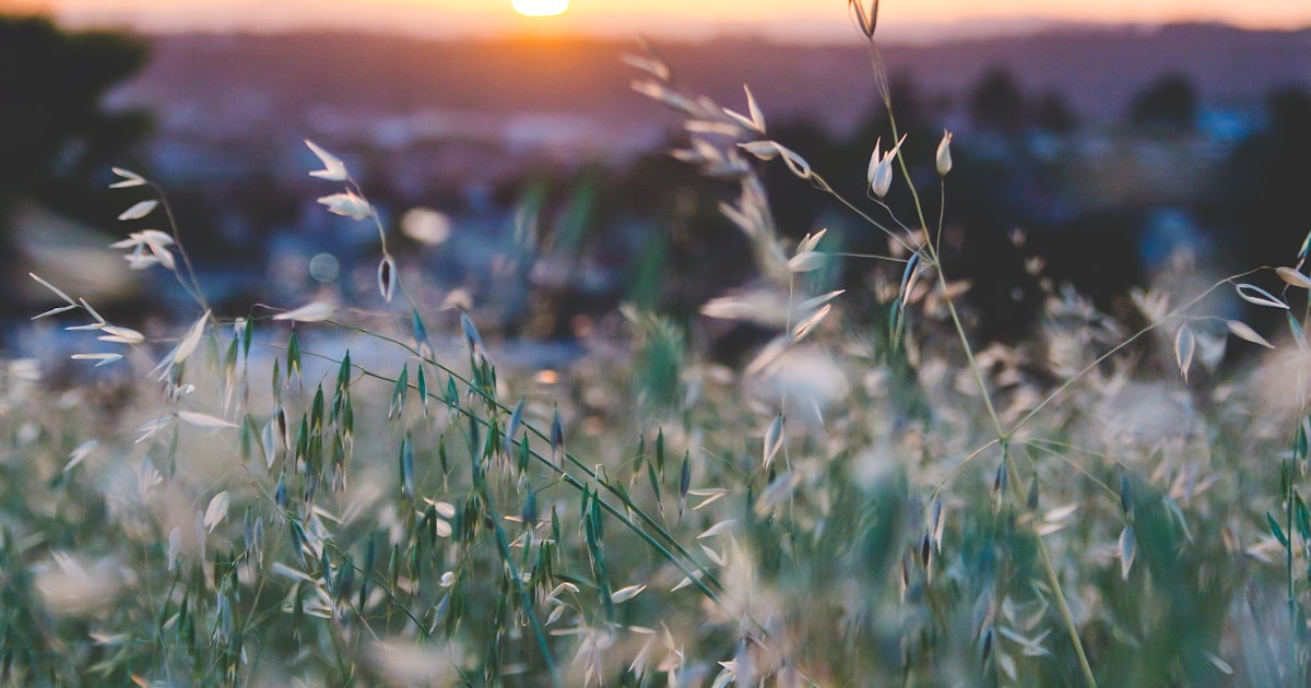 Abstract watercolor of wild grasses lit by a low sun — recovery from codeine is well within reach with the right treatment