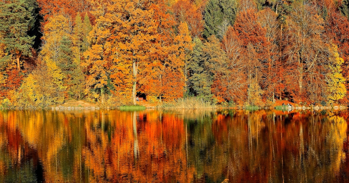 Abstract watercolor of a stand of autumn trees standing together and reflected in still water — a supportive group