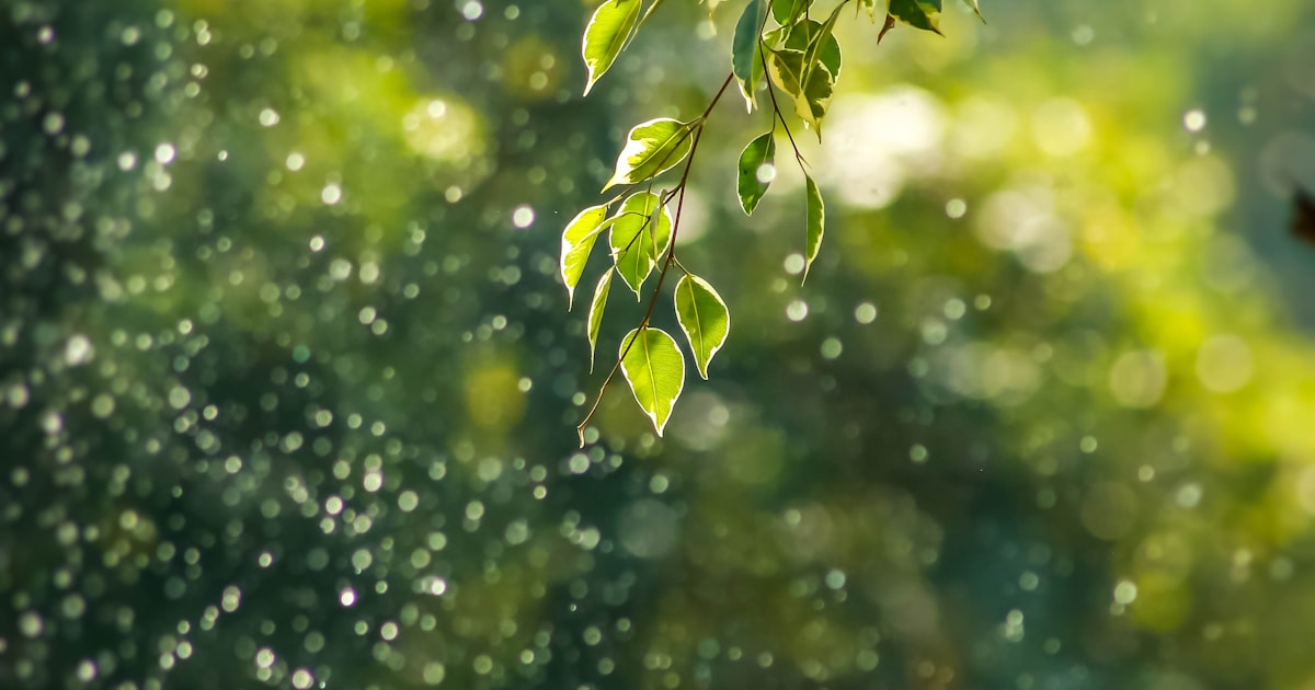 Soft green leaves catching afternoon light with gentle bokeh in the background — recovery from either heroin or fentanyl follows the same long path; the drug-specific differences matter less than the medication, structure, and time spent in treatment