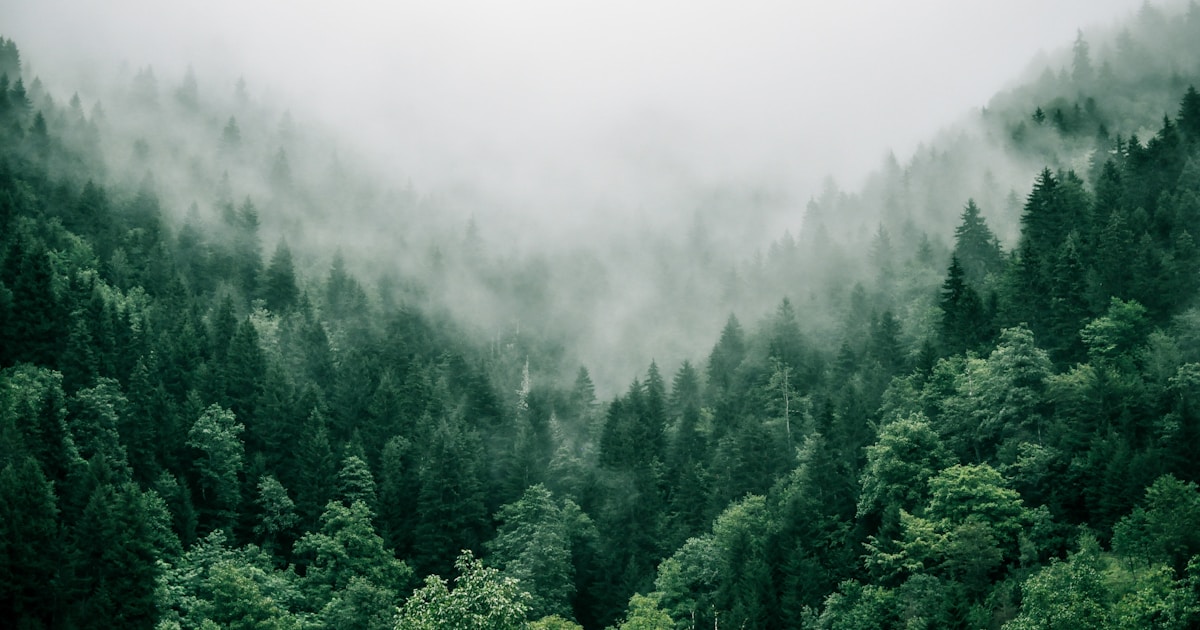 Abstract watercolor of a vast misted forest blanketing a hillside — the family tree of inherited risk, no two trees quite the same