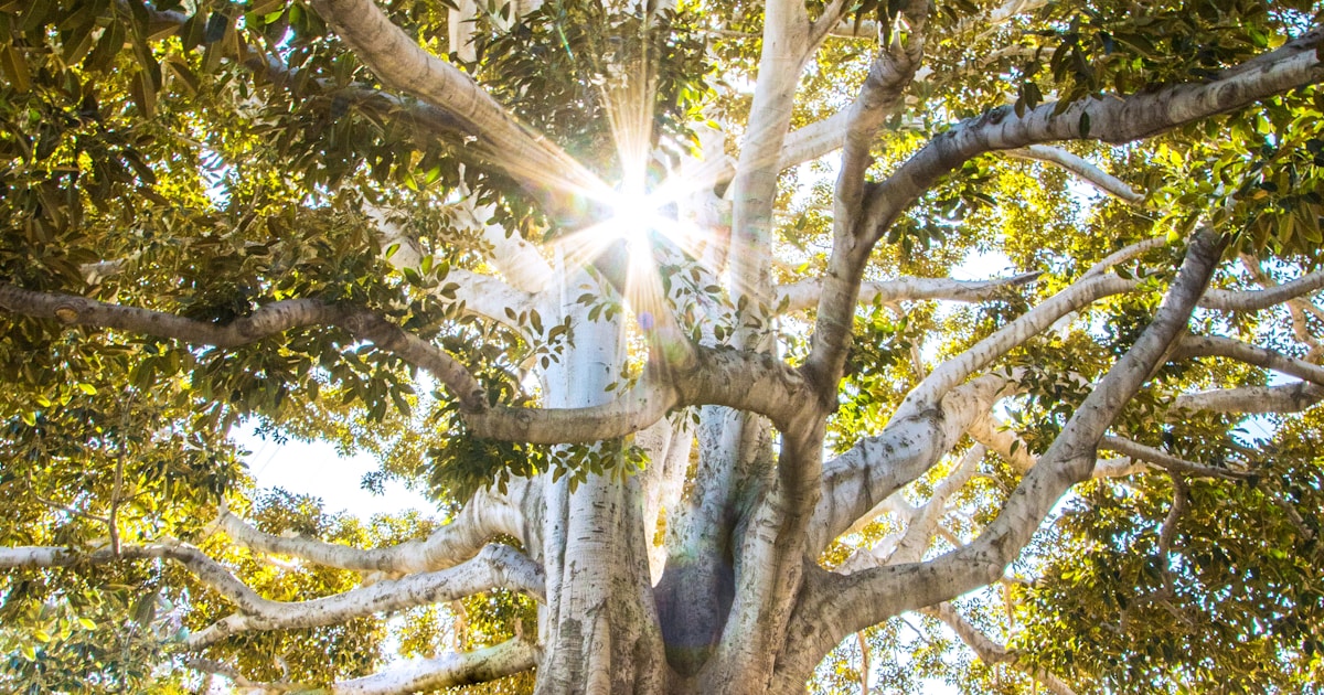 Abstract watercolor of a strong tree with morning light breaking through its canopy — shelter and growth while a parent heals