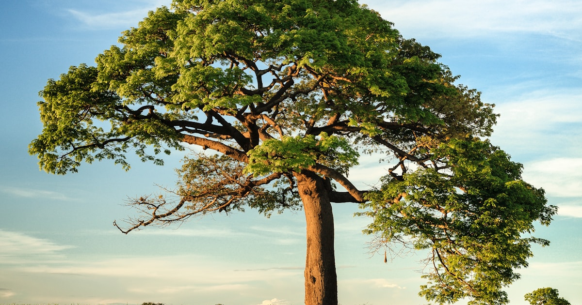 A single broad tree standing in open landscape at golden hour — sober living is the structured-but-warm middle space between intensive treatment and full independence